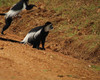 15 days uganda wildlife and activity holiday 6oUWebhTJM.jpg