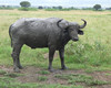 15 days uganda wildlife and activity holiday EIUM7ulSsO.jpg
