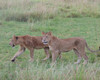 15 days uganda wildlife and activity holiday Mhu6OUQZL0.jpg