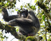 15 days uganda wildlife and activity holiday SpBeE24FR8.jpg