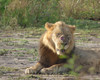 15 days uganda wildlife and activity holiday cQL2jK0unJ.jpg