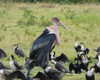 15 days uganda wildlife and activity holiday qpASKZcHc3.jpg