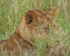 15 days uganda wildlife and activity holiday rcDEfuMEuG.jpg