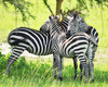 15 days uganda wildlife and activity holiday sf7XcBmvKJ.jpg