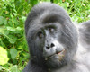 15 days uganda wildlife and activity holiday xqcXX1PVwE.jpg