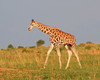 uganda wildlife and activity holiday mJvLE.jpg