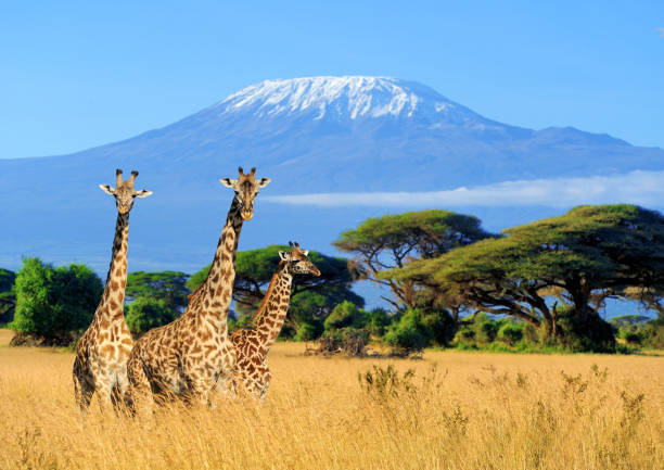 9 raisons de s'envoler au Kenya 
