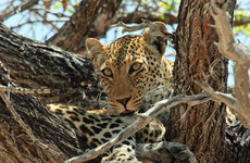 3 day tanzania wildlife safari Mwanza