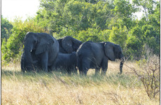 2 days tanzania private safari - tarangire & ngorongoro tanzania private safari Moshi