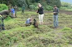 4 days rwanda gorilla tour experience Kigali