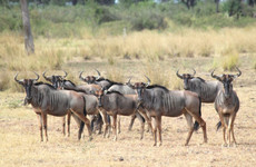 2days nyerere national park Dar es Salaam
