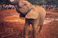 Half-day baby elephant orphanage and giraffe center tour from nairobi Nairobi