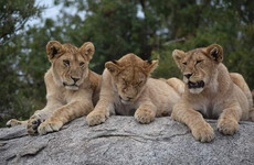 3 days tarangire, ngorongoro crater & lake manyara parks group tour Arusha