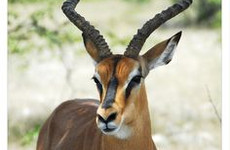 6 Days Etosha, Swakopmund & Sossusvlei (Lodging) Namibia Windhoek