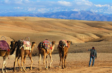 Camel riding in the desert Marrakech