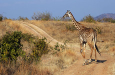 4 Day Safari to Ruaha National Park Dar es Salaam