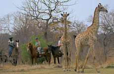 Horse trails Livingstone