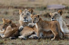6 days masai mara, lake nakuru & amboseli national park Nairobi