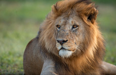 7 days luxury safari Arusha