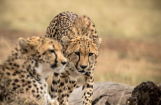 Masai Mara Wildlife Safari Kenya Nairobi