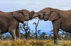 9 days kenya luxury family holiday Nairobi