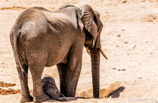 9 days tanzania safari tarangire national park, lake natron, serengeti national park, ngorongoro crater, lake eyasi, lake manyara national park & arusha national park Moshi