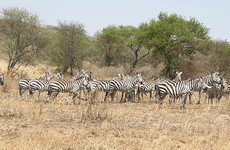 5 days tanzania share group safari tour Moshi