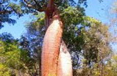 Exploring baobabs tour Antananarivo