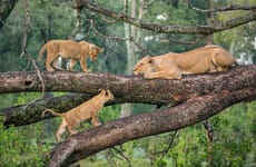 7 days best of tanzania by sassabi expeditions Arusha