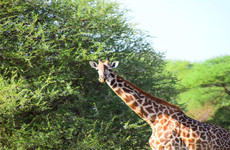 2 days tanzania safari to lake manyara & ngorongoro crater Moshi