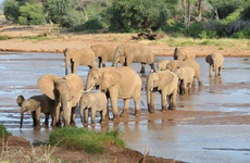 14 DAYS KENYA SAFARIS Nairobi