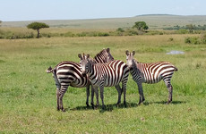 3 days budget breathtaking safari in maasai mara Nairobi