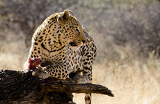 8 Days Taste of Namibia Safaris Windhoek