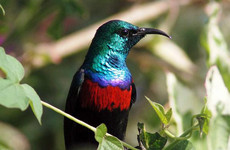 9 days bird watching safari in kenya Nairobi