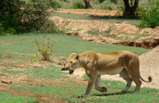 Safari camping and lodge Arusha
