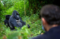 7 day fixed departure tour to rwanda Kigali