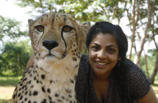 Cheetah and lion interaction - mukuni big 5 Livingstone