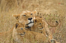 8 days tanzania safari tarangire national park, lake natron, serengeti national park, ngorongoro crater, lake manyara national park & arusha national park Moshi
