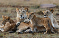 5 days masai mara, lake nakuru & hells gate Nairobi