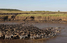 6 days great migration safari Moshi