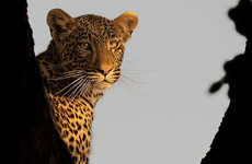 4 day tanzania camping safari Arusha