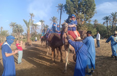 Camel ride in the palm grove of marrakech Marrakech