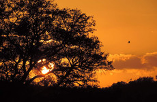 Ibubesi Full Kruger Tour Johannesburg