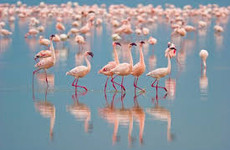  14 days bird watching safari in kenya Nairobi
