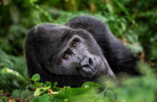 3-day gorilla and chimpanzee trekking at kalinzu Kampala