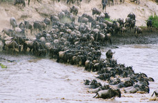 3- days arusha ,manyara & ngorongoro tanzania safari Arusha