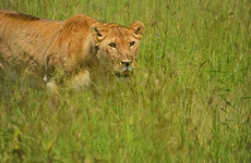 3 days tanzania safari arusha national park, tarangire national park, ngorongoro crater Moshi