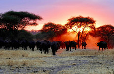 5 days last-minute safari from zanzibar Arusha