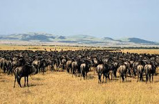 Maven tanzania safaris Arusha