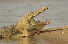 Gecko adventure tanzania Dar es Salaam